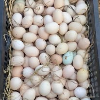 Trứng Gà Ta Tươi Sạch